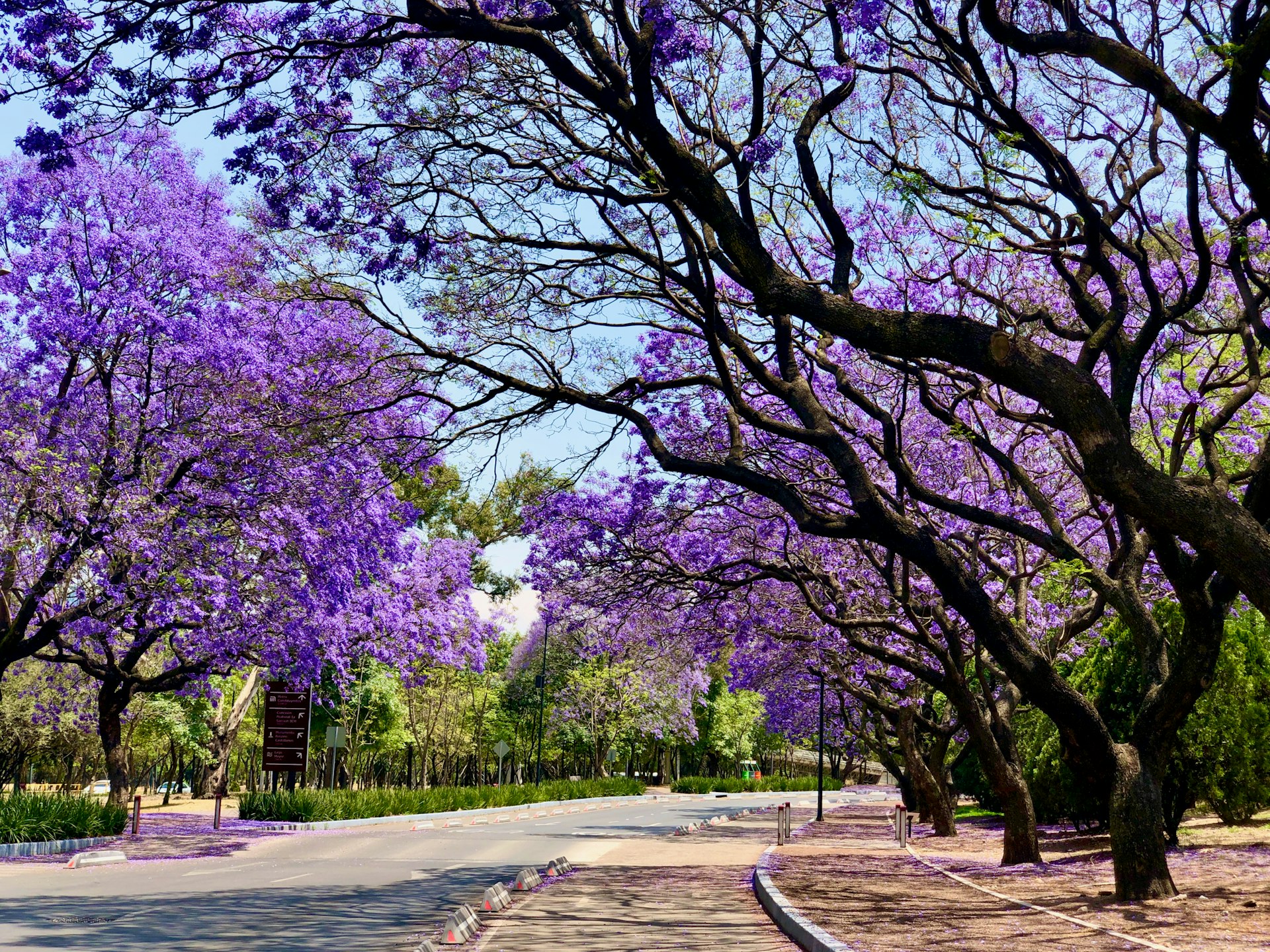 A street is lined with trees with bright purple blooms